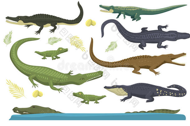 卡通绿色鳄鱼危险捕食者和澳大利亚野生动物河流爬行动物食肉鳄鱼鳞片牙齿扁平