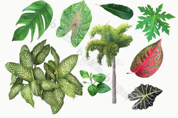 热带植物热带叶片的收集