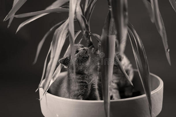 英国短毛小猫在尤卡植物盆栽