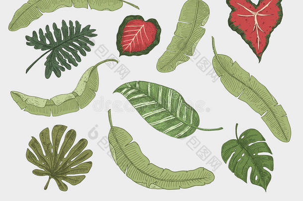 雕刻，手工绘制的热带或异国情调的叶子分离，不同的复古外观植物的叶子。 怪物和蕨类植物