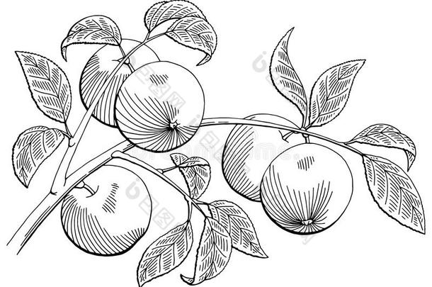 苹果图形黑白孤立素描插图
