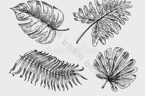 雕刻，手工绘制的热带或异国情调的叶子分离，不同的复古外观植物的叶子。 怪物和蕨类植物
