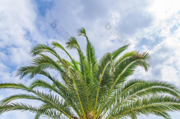 一棵绿色<strong>的</strong>大棕榈树，<strong>天空湛蓝</strong>