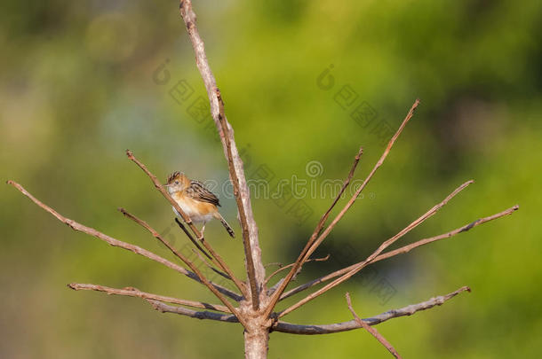 亮顶的金头花鸟，金橙色，栖息在干燥的树枝上