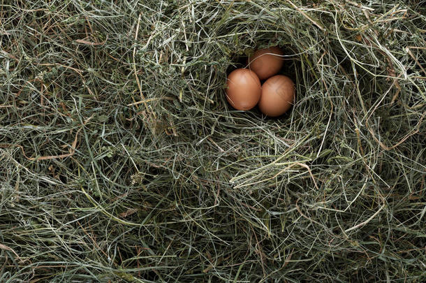 干草巢中的新鲜鸡褐蛋，生态农业背景