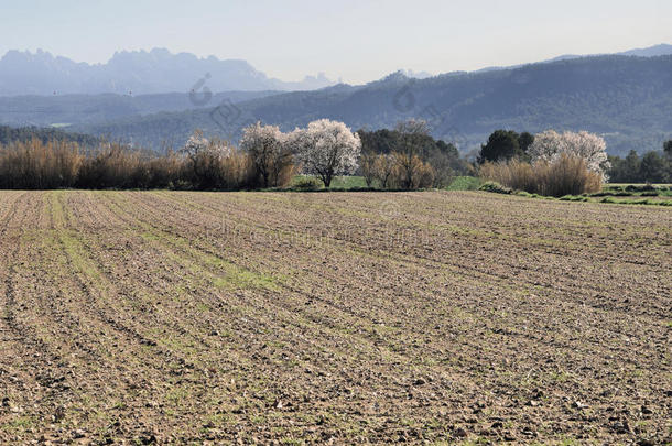 种植的<strong>田地</strong>。