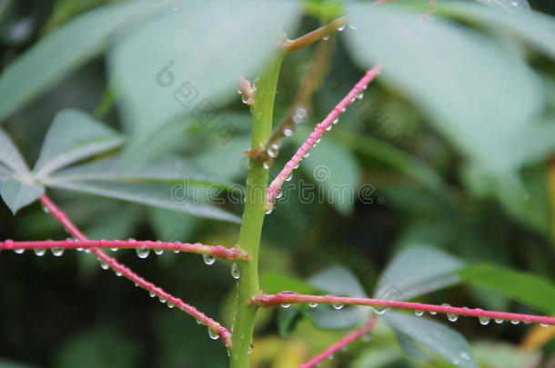 雨后落在树枝和场景上