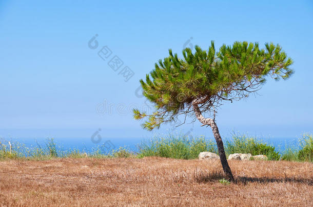 一棵孤独的松树，生长在地中海的焦土上