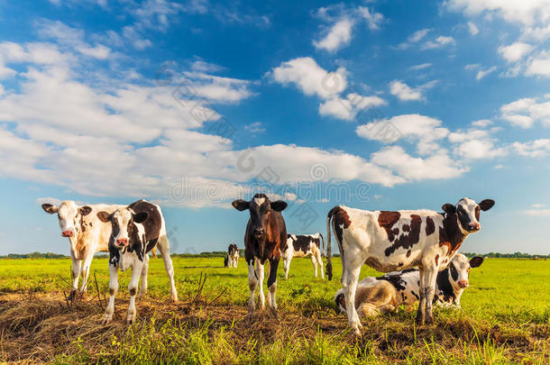 一群年轻的荷兰小牛在一片新鲜的绿色草地上