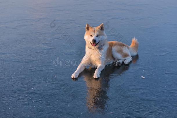 秋田犬在冬季日落时坐在冰冻的湖面上