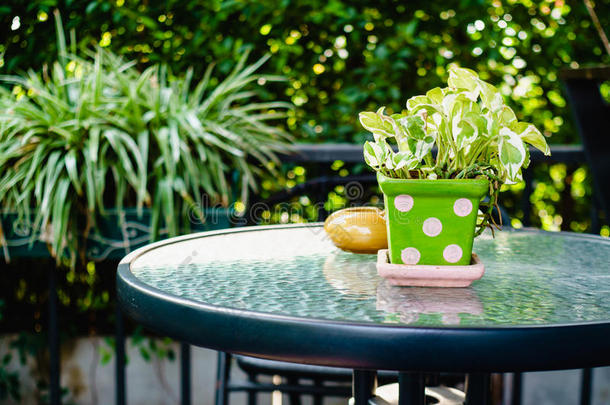 花园装饰-金坑植物在盆栽花瓶和烟灰缸
