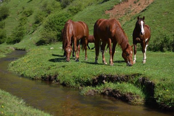 美丽的野生棕色马在山水溪附近的绿色草地上吃东西