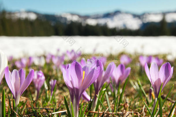 野生紫色番红花田。 雪覆盖了背景中的山脉。