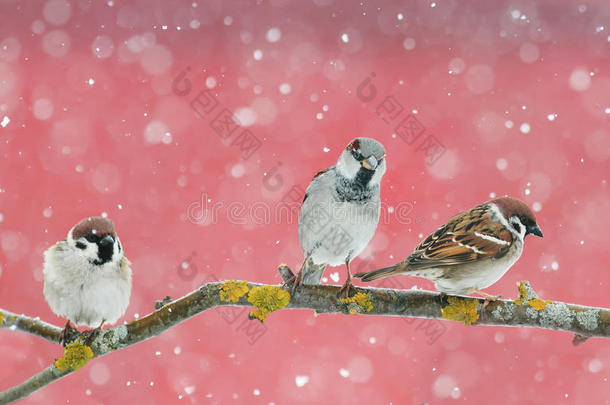 在下雪的时候，可爱的小鸟麻雀坐在树枝上