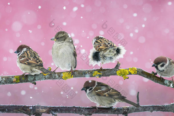 在下雪的时候，可爱的小鸟麻雀坐在树枝上