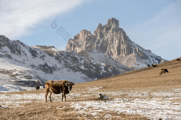 高加索奶牛在雄伟岩石的黄金背景下在冬季牧场上放牧
