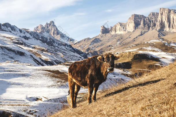 高加索奶牛在雄伟岩石的黄金背景下在冬季牧场上放牧