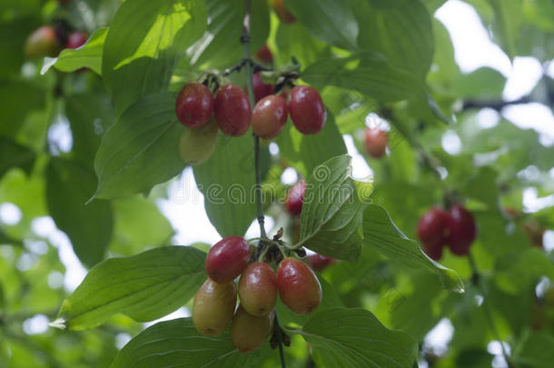 山茱萸科山茱萸(Cornelian樱桃，欧洲山茱萸或茱萸)鲜红色浆果的山茱萸或茱萸