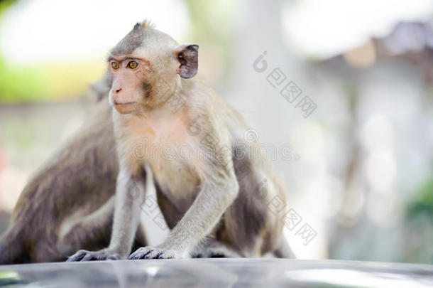 动物香蕉可爱的蒙克猴子