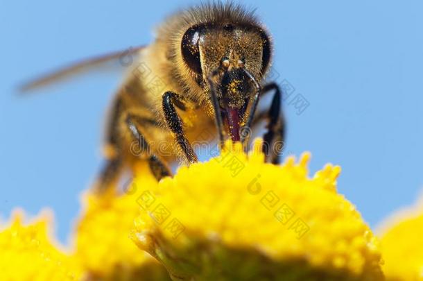 拉丁蜜蜂中的蜜蜂或蜜蜂