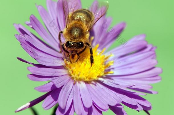 蜜蜂或蜜蜂在紫罗兰花上的蜜蜂