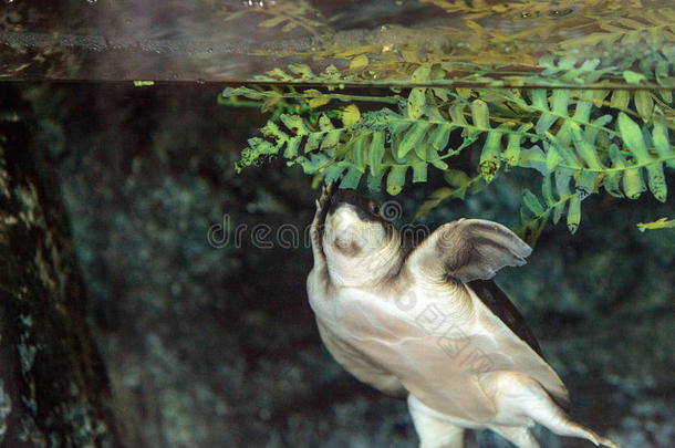 飞河海龟，被称为卡瑞托切利