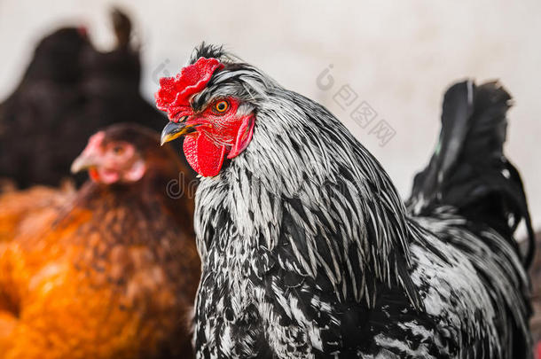 国内公鸡鸟特写肖像与母鸡的背景