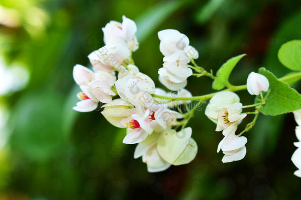 明亮的天然白花，背景模糊