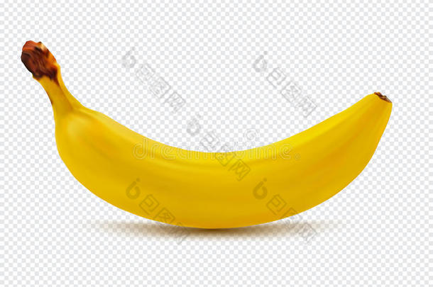 香蕉现实图像与透明阴影矢量插图在格子白色背景