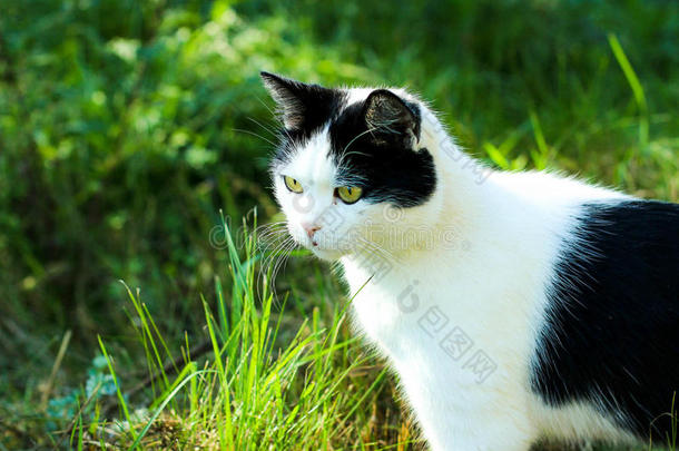 猫猎人，等待，猫在草地上，猫黑白色