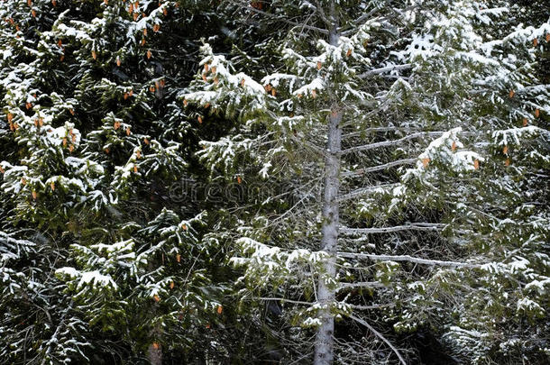 松树林在冬天，雪暴，雪花飘落