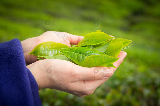 农业的农业背景芽特写镜头