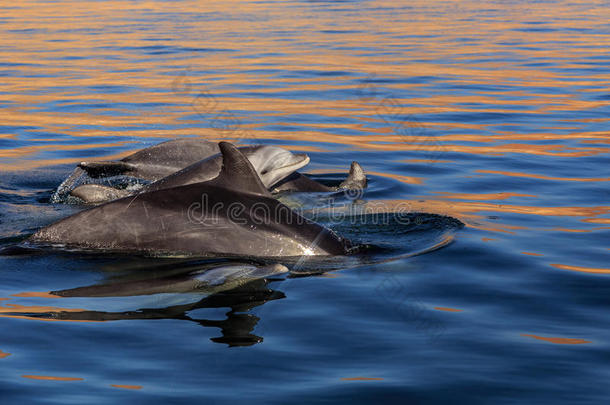一群海豚在靠近帕拉卡斯国家保护区的海域，秘鲁