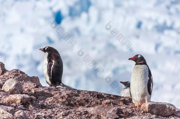 金杜企鹅站在岩石上，背景是冰川，Neco湾，南极洲