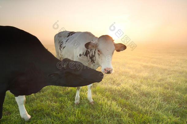 日出时分，在雾蒙蒙的<strong>牧场</strong>上的<strong>奶牛</strong>