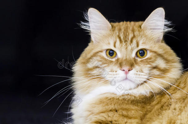 西伯利亚品种的可爱猫，红色版本