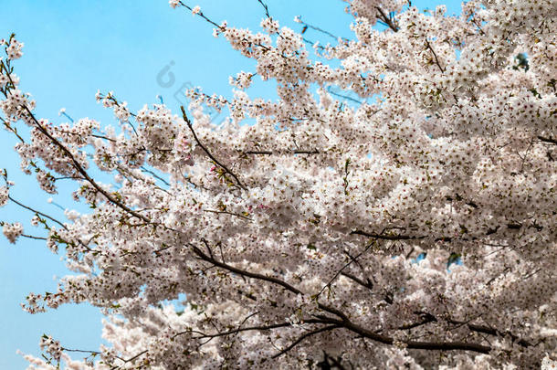 中国青岛中山公园春天樱花盛开