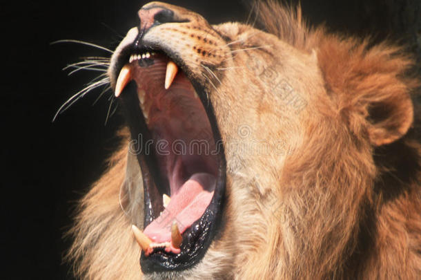 非洲非洲的动物美丽的<strong>吼叫</strong>