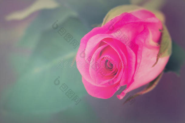 精致美丽的玫瑰在朴素的背景上
