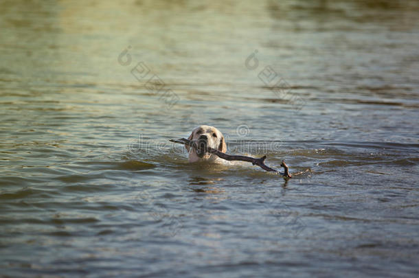 动物繁殖犬科<strong>动物狗</strong>幸福