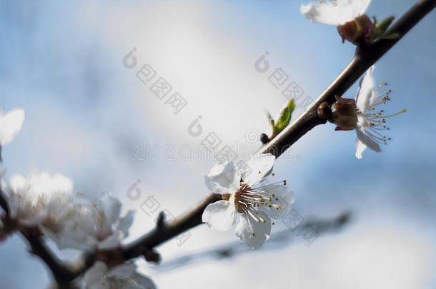 杏树有花蕾和春天盛开的花朵，复古的花香背景和阳光。春天的心情。新生活