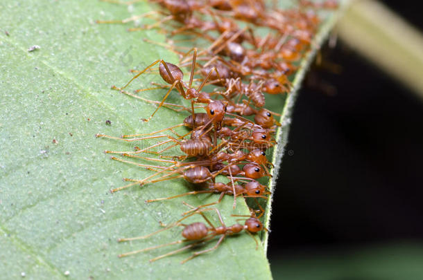 蚂蚁，红蚂蚁