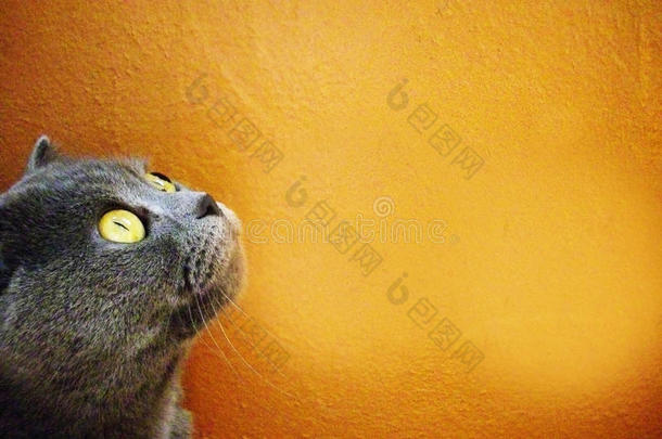 英国灰色猫仰望明亮的橙色背景。 黄色的眼睛。 严肃小猫的肖像。 很可爱。 橙色背景