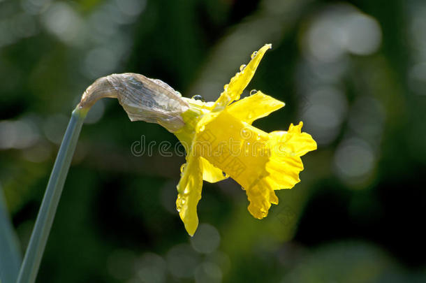 <strong>水仙花水仙花</strong>。 主要是春季开花，球茎每