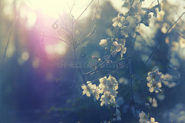 春天白色樱花树的背景
