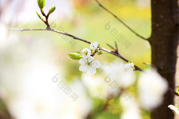 樱花。 春天的花朵背景。 开花树。 <strong>暑期</strong>打印。 弹簧打印。 樱桃花。 樱桃树枝