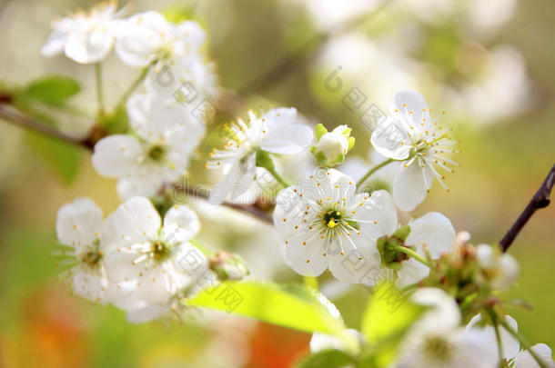 樱花。 春天的花朵背景。 开花树。 <strong>暑期</strong>打印。 弹簧打印。 樱桃花。 樱桃树枝