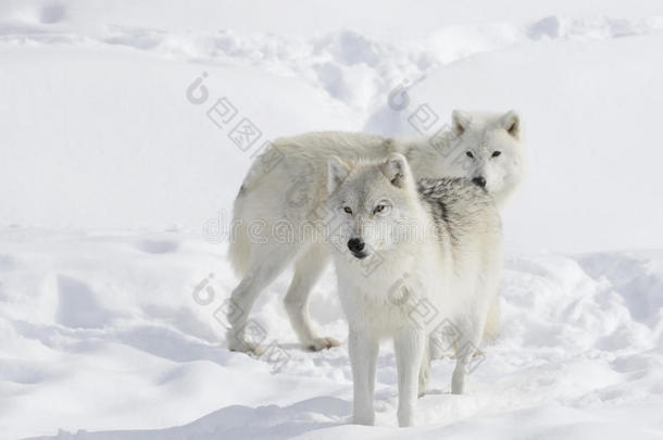 北极<strong>狼</strong>犬<strong>狼</strong>疮arctos孤立在白色<strong>背景</strong>上，站在加拿大的冬季雪中