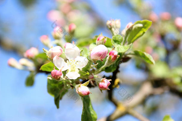 樱花。 春天的花朵背景。 开花树。 <strong>暑期</strong>打印。 弹簧打印。 樱桃花。 樱桃树枝