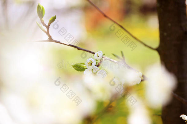 樱花。 春天的花朵背景。 开花树。 暑期打印。 弹簧打印。 樱桃花。 樱桃树枝